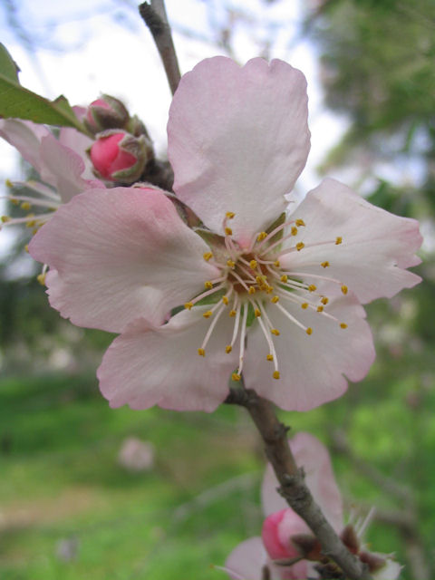 Early spring almond blossom, Jerusalem, Israel | © Melech ben Ya'aqov, Karaite Insights